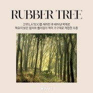 단단한 수종, 공기 정화 효과의 고무 나무(Rubber Tree)