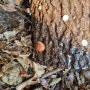 참나무 표고버섯 열리다