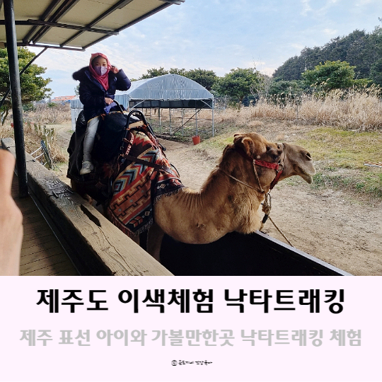 제주도 이색체험 표선 아이와 갈만한곳 제주 낙타트래킹