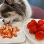 강아지 딸기 먹어도 되나요? 급여 주의사항, 영양성분