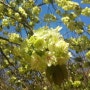 충남 서산 개심사 겹벚꽃과 청벚꽃, 왕벚꽃 명소 4월에 가볼만한곳 서산개심사