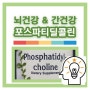 포스파티딜콜린(Phosphatidylcholine), 뇌건강과 간 건강에 도움!