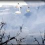겨울 풍경화그리기_백조의 호수.디지털 드로잉
