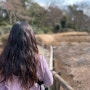 도쿄 신사 도심 여행 산책하기 좋은 나무숲 메이지 신궁 입장료