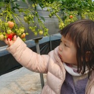 딸기체험) 남양주 아람딸기 농장에서 아기랑 딸기체험
