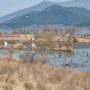 146.[붕어낚시]경북 봄소식의 낙동강 붕어낚시(독동수로)