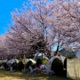 봄캠핑 떠나고 싶은 벚꽃 캠핑 명소 경남, 경북 캠핑장 추천