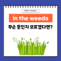 'in the weeds' 무슨뜻?/ 문정동 성인영어학원 / 스피킹캠퍼스 /위례 성인영어학원 /송파 성인영어학원