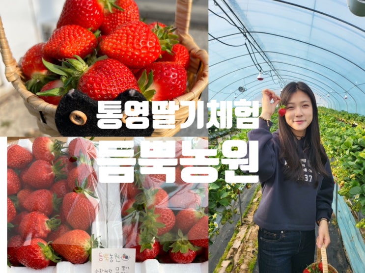 통영 가볼만한곳 이색데이트 딸기체험 듬뿍농원 부산 창원 근교
