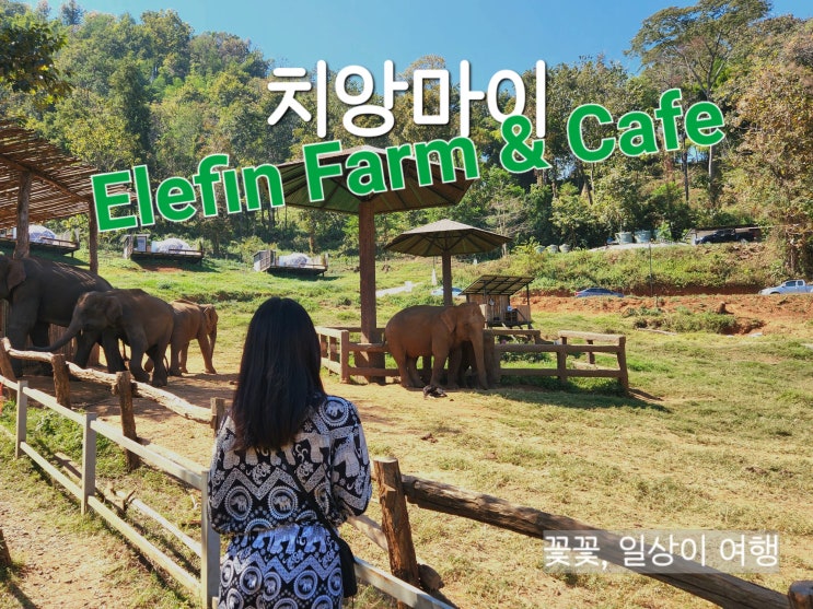 치앙마이 코끼리카페 엘리핀팜 Elefin Farm & Cafe 가는 법, 솔직후기 : 네이버 블로그