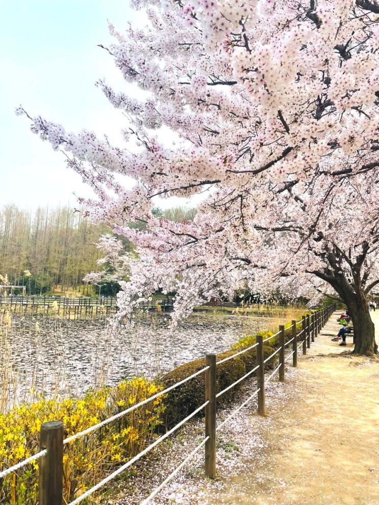 창원 벚꽃 데이트 코스 (창원대 산애산, 소봉지 연못)