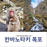 야생의 일본원숭이와 폭포를 만나보기 #칸바노타키