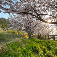 [백패킹 박지 추천] 벚꽃 캠핑 여수 하화도 가는 교통편 시간표와 요금 (고속버스, 배)