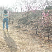 경남 진주 매화숲 봄꽃 여행, 어쩌면 오늘이 마지막이 될지도 몰라...