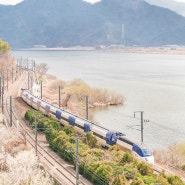 양산 순매원:) 봄의 시작!! 남도로 떠나는 매화 여행 _ 룰루루~♪