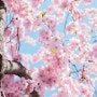 [벚꽃 무료사진] 봄이 오게 되면 새로운 에너지를