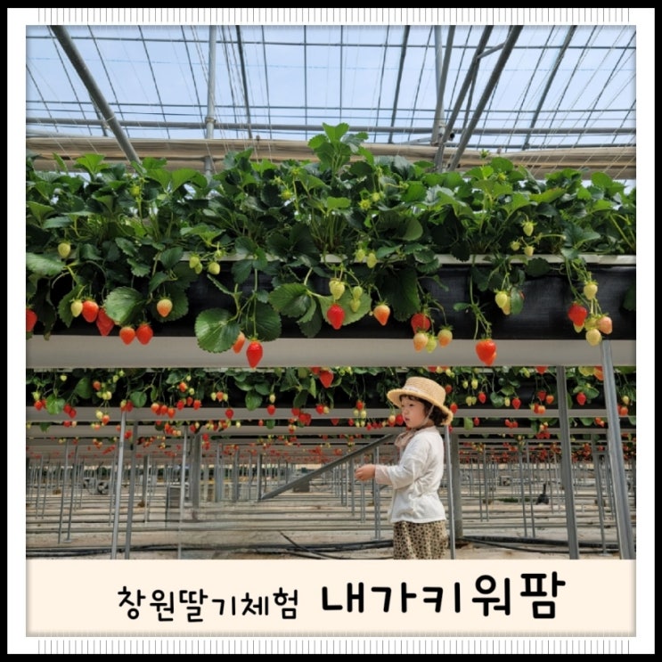 창원 아이와 가볼만한곳으로 창원딸기체험농장 내가키워팜 후기