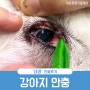 강아지 안충 증상, 눈충혈과 눈곱이 계속된다면 의심!