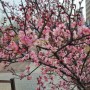 수원 호매실 공원, 홍매화 벚꽃 산수유 꽃