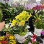 가성비 높은 식물 인테리어, 대구 칠성꽃시장에서 데이트 겸 꽃단장하기