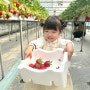 인천 아기랑 딸기체험, 고씨딸기체험농원 다녀왔어요-!