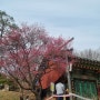 불쑥 다가온 봄, 서울 봉은사 방문기