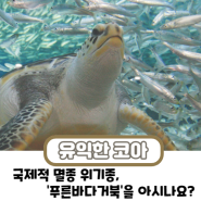 국제적 멸종 위기종, ‘푸른바다거북’을 아시나요?