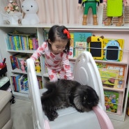 육아육묘 3살 아기와 고양이 그리고 삼냥이 ~❤️