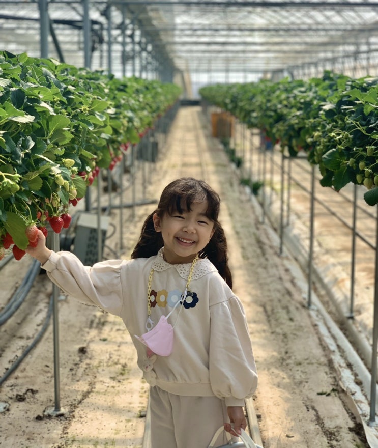 창원동읍/ 창원 아이와 가볼만한곳,딸기체험농장 내가키워팜