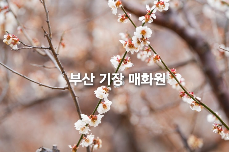 부산 기장 매화원 개화현황