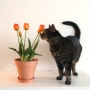 튤립 고양이 해로운 꽃! 조화화분 안전한 식물인테리어