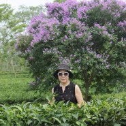 Spring of Tea garden Assam. 아쌈 티가든의 봄