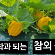 연속 착과되는 상품성 좋은 참외 품종! 대박이네요! <미리내꿀 참외>