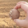 농부가 알려주는 "감자 재배법:초보자도 쉽게 따라할 수 있는 팁"