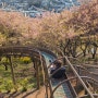 도쿄 근교에서 미끄럼틀타며 벚꽃놀이하기 - 마츠다 사쿠라 페스티벌 🌸카와즈자쿠라