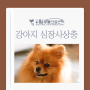 김포동물병원, 봄철 위험신호! 강아지 심장사상충에 대하여