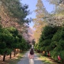 부산 숨은 벚꽃 명소 화지공원 화지사 정묘사