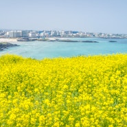 제주 동쪽 가볼만한곳, 함덕서우봉 유채꽃, 월정리해변, 새미동산