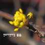 〔인천서구〕 연희자연마당의 봄꽃들 2023-3-14