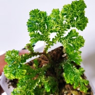 Selaginella willdenowii variegated