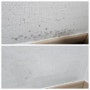 벽지 곰팡이 효과 최고(광고X, 사진전후첨부)에코후레쉬 곰팡이제거제