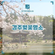 2023 경주 벚꽃 개화시기 명소 경주 당일치기 코스 추천