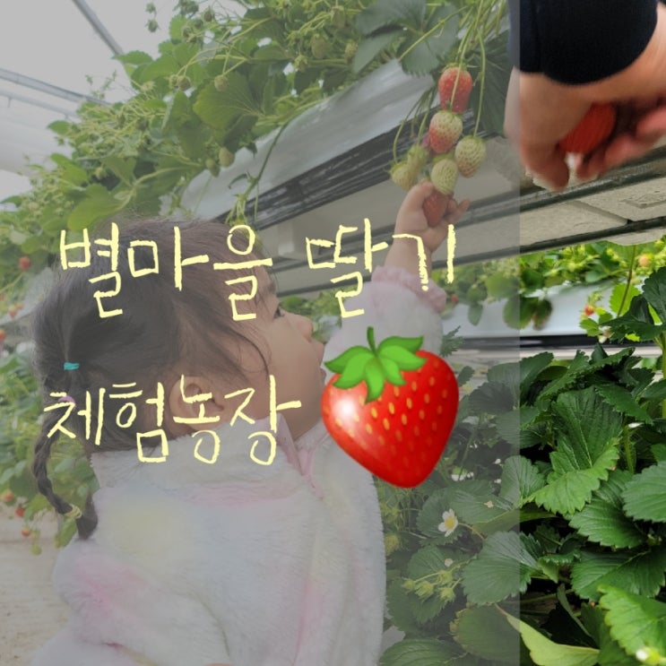 별마을 딸기체험농장 / 남양주 딸기따기 / 21개월 아기랑 나들이