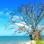 사진으로 추억하는 하와이 여행 4편 - 나무와 구름
