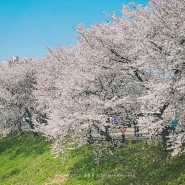 내가 꼽은 김포 벚꽃 명소 두곳, 개화시기는 언제?