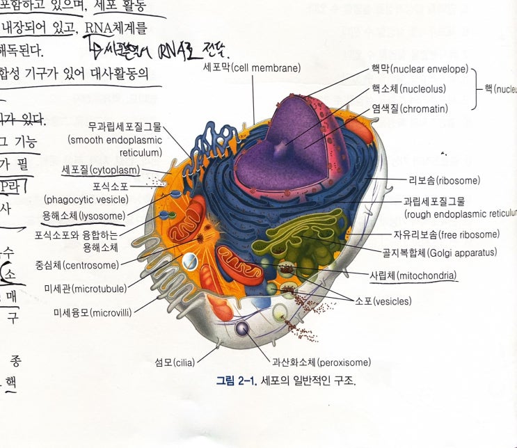 [생리학] 세포 및 조직생리 - 세포의 구조 및 기능 개요 : 네이버 블로그
