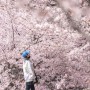 경남 벚꽃 명소 사천 선진리성 개화시기 바다 케이블카 사천 가볼만한곳