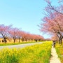제주 유채꽃 명소 녹산로 유채꽃도로 벚꽃과 유채꽃을 한눈에 볼수 있는 드라이브 코스 (주차장 위치)
