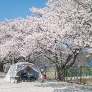 경남 캠핑장 벚꽃캠핑 오토캠핑장 합천 꿈꾸는 캠핑장