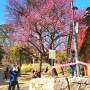 봄나들이 서울 꽃구경 봉은사 홍매화